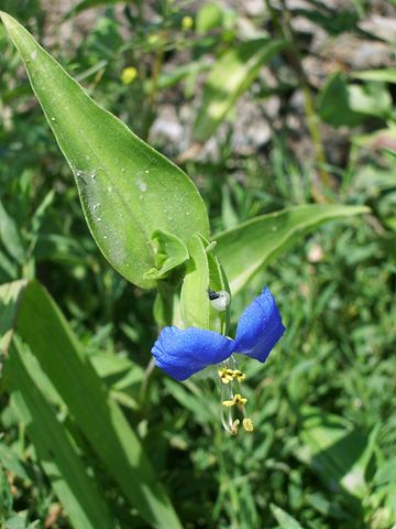 Commelina communis / Erba miseria asiatica