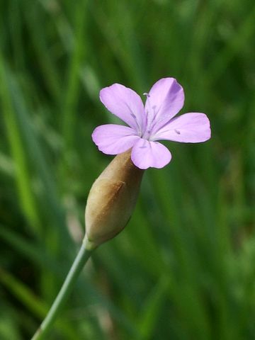 Petrorhagia prolifera / Garofanina annuale