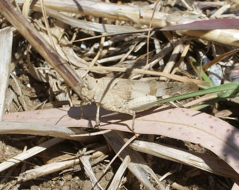 Oedipoda caerulescens (Acrididae)