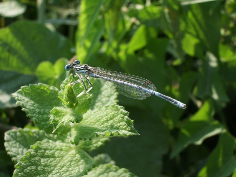 Platycnemis pennipes-Ischnura elegans-Crocothemis erythraea