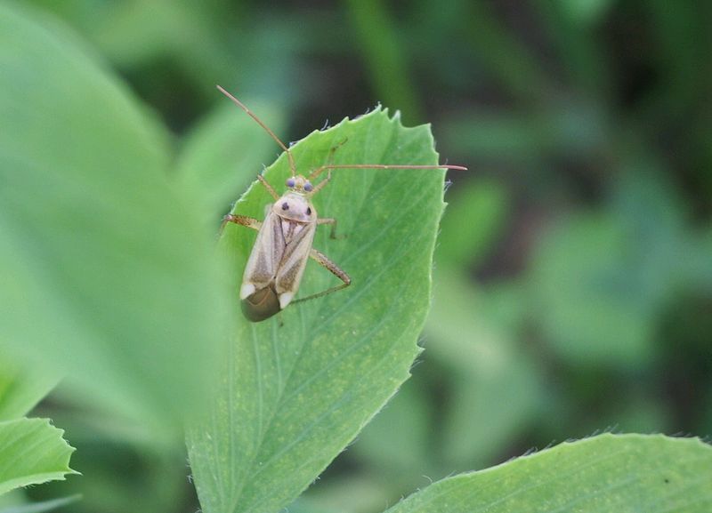 Un Adelphocoris (Miridae)