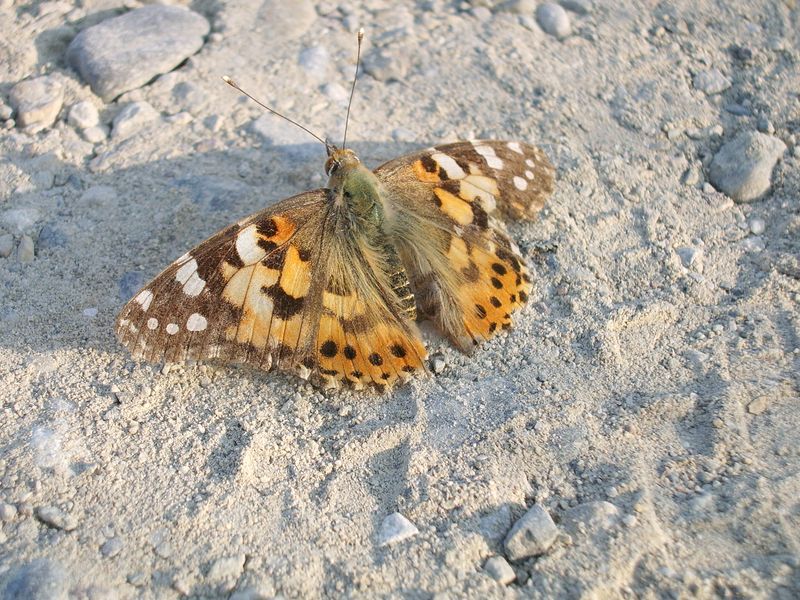 Alcune farfalle a cui devo confermare il nome