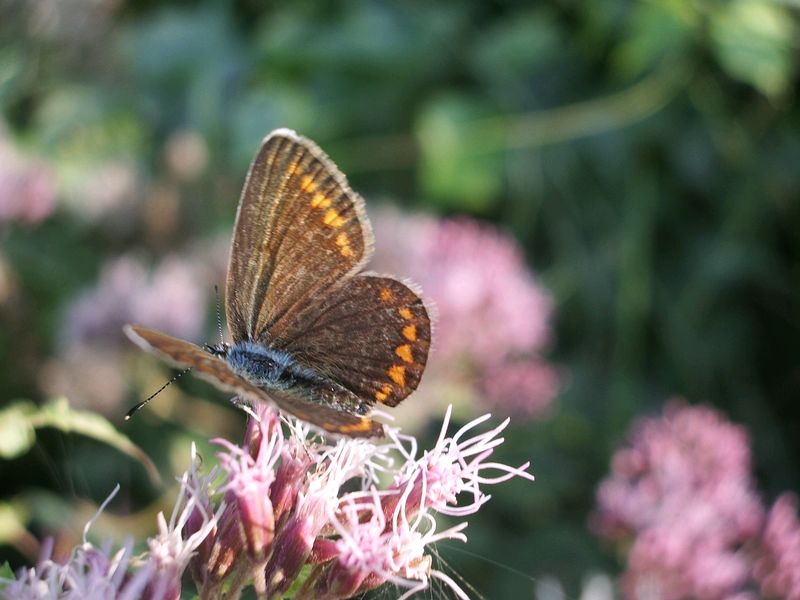 Farfalla da identificare