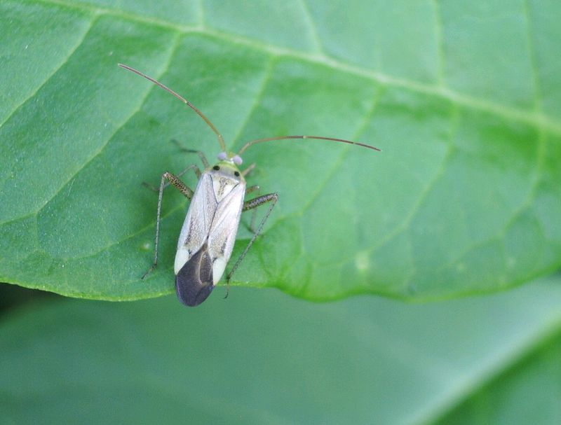 Conferma di  Adelphocoris lineolatus