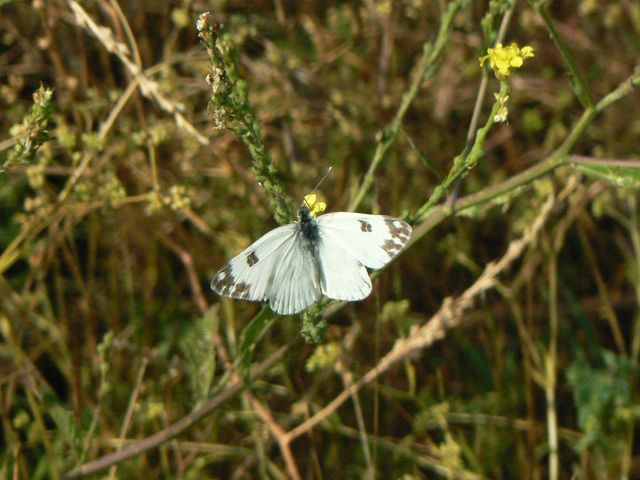 Alcune Pieridae da identificare