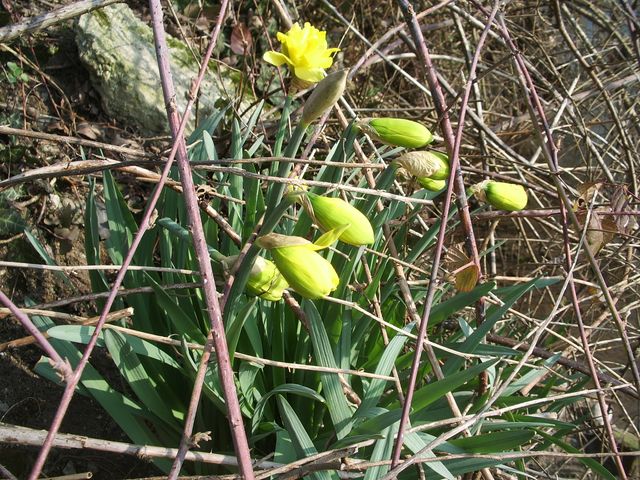 Narcissus pseudonarcissus