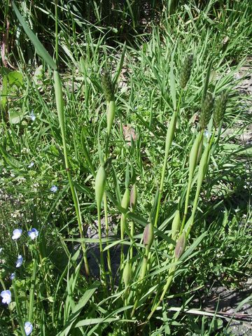 Alopecurus rendlei