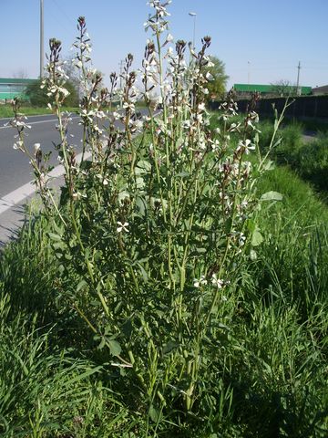 Eruca sativa