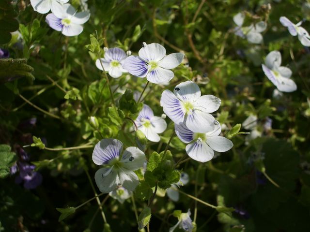 Fiorellini bianchi da identificare - Veronica filiformis