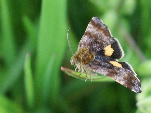 Piccola farfallina da determinare