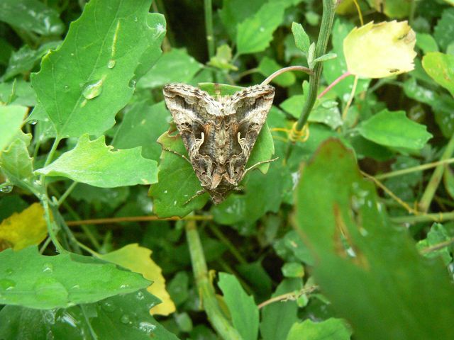 Farfalle