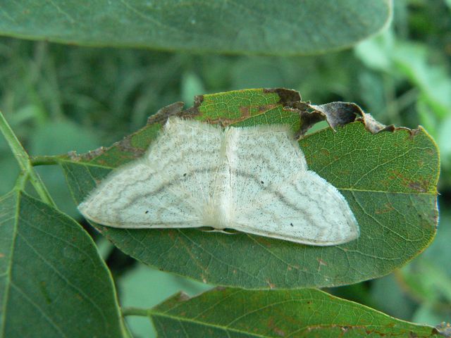 Farfalle