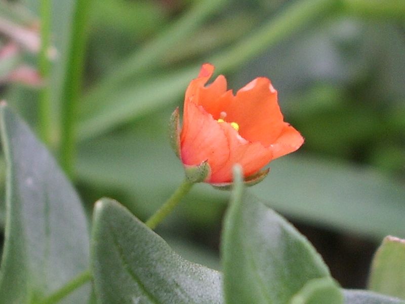 Anagallis arvensis