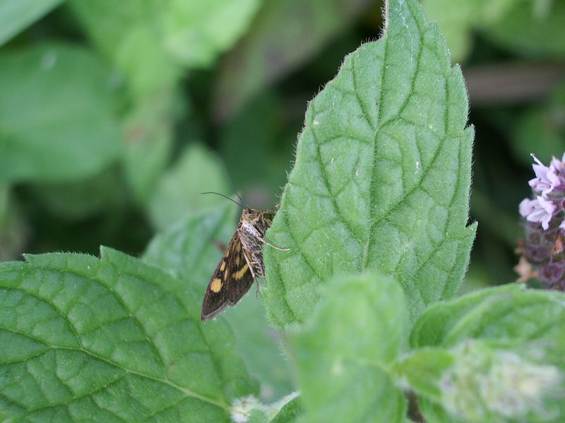 Pyrausta aurata