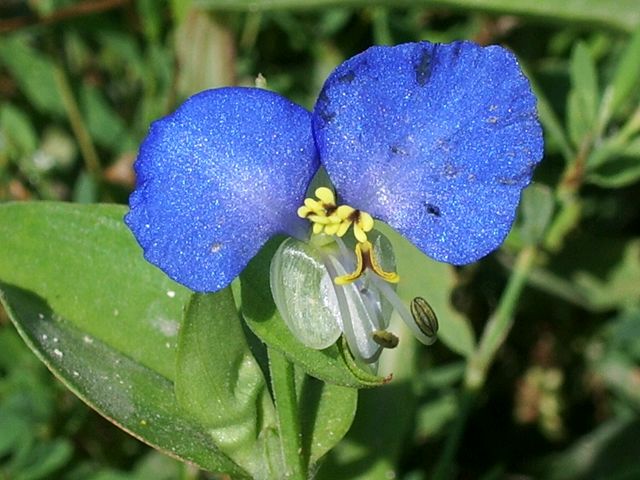 Commelina communis / Erba miseria asiatica