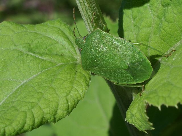Bel cimice verde da determinare: Nezara viridula (Pentatomidae)
