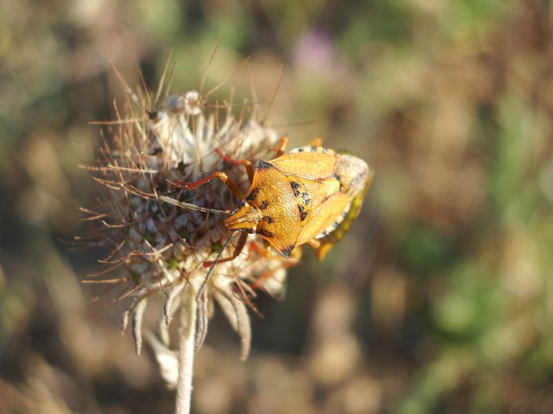 Carpocoris pudicus  ???????