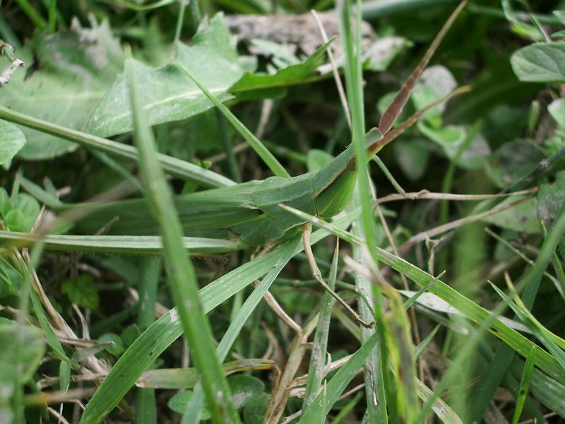 Acrida ungarica mediterranea