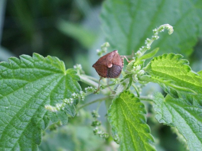 Pentatomidae