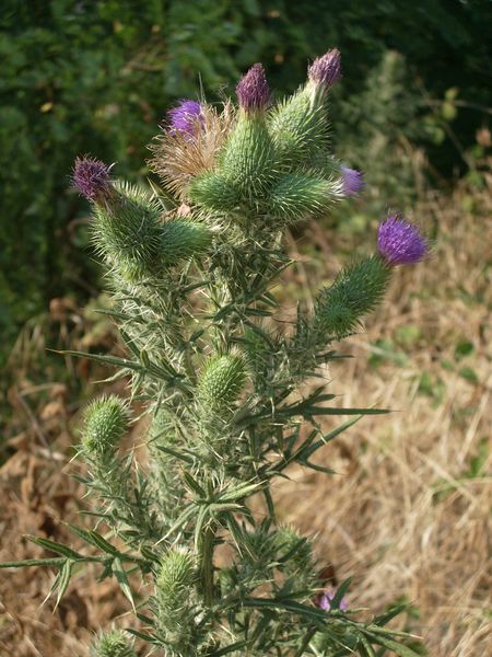 Cirsium vulgare