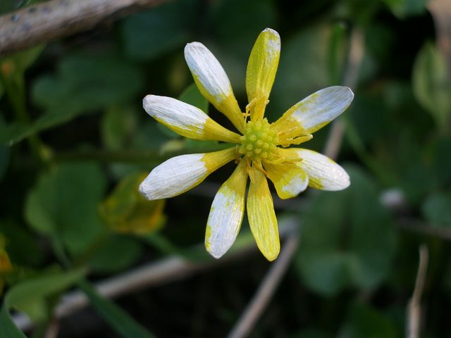 Ranunculus ficaria / Ranuncolo favagello