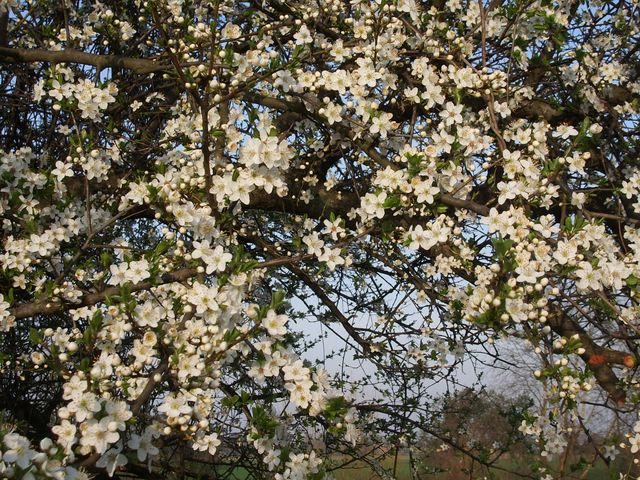 Rosaceae da identificare