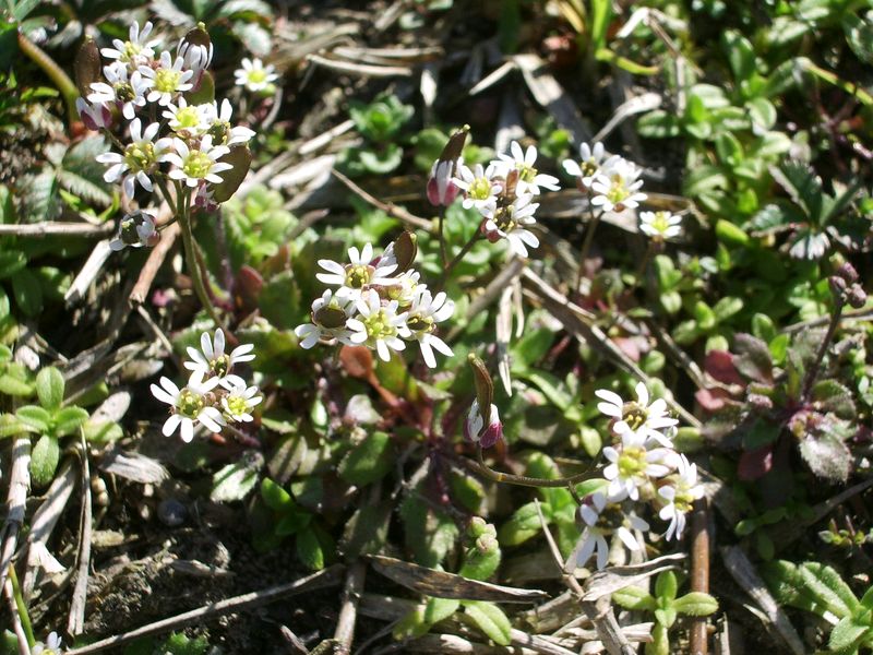 Erophila verna / Draba primaverile