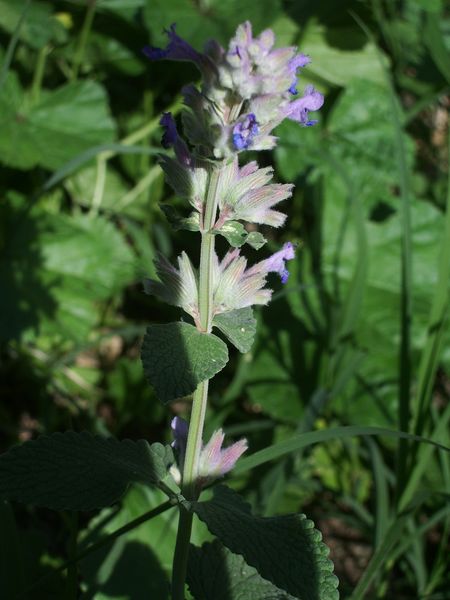 Nepeta cataria / Gattaia comune