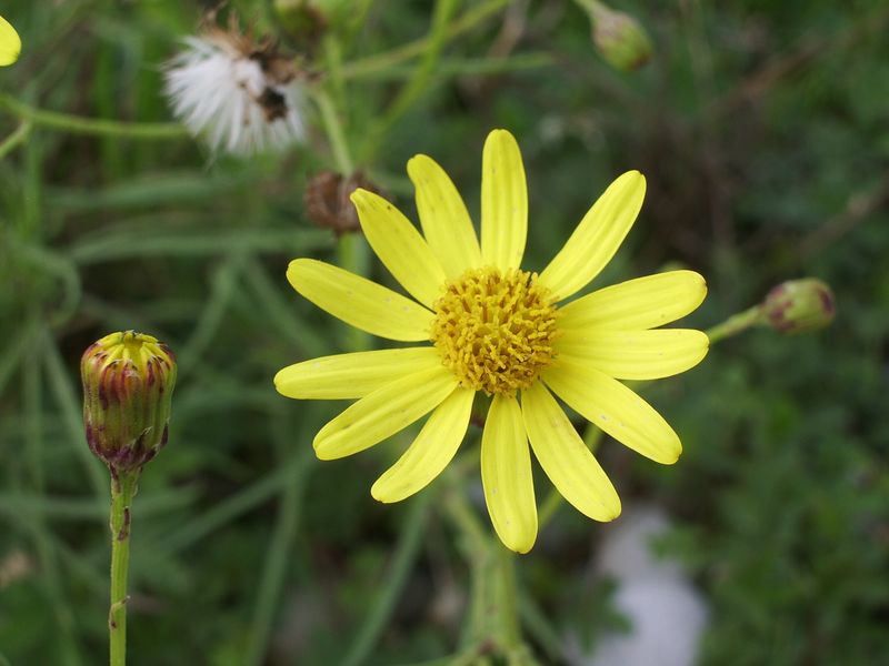 Senecio inaequidens / Senecione sudafricano