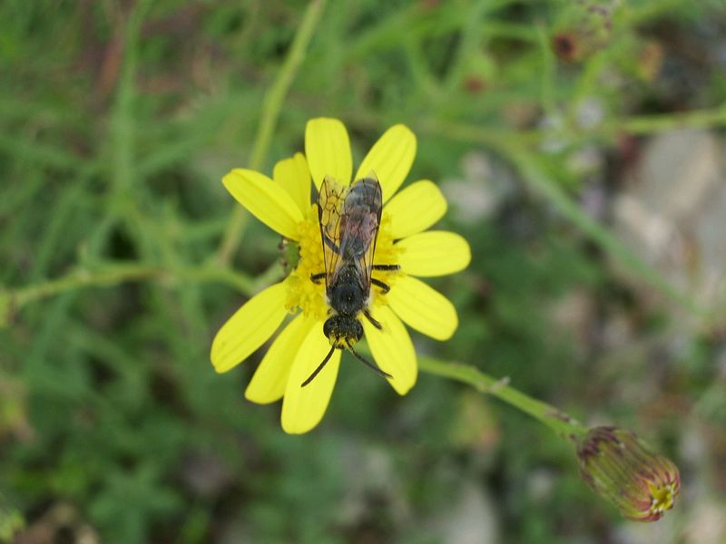 Apidae Halictinae