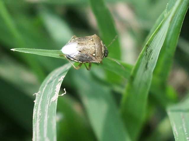 Eysarcoris ventralis