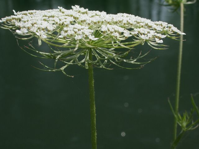 Daucus carota