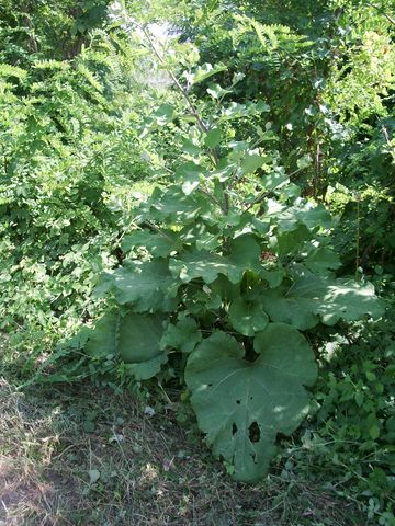 Bardana Arctium lappa ?