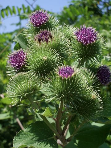 Bardana Arctium lappa ?