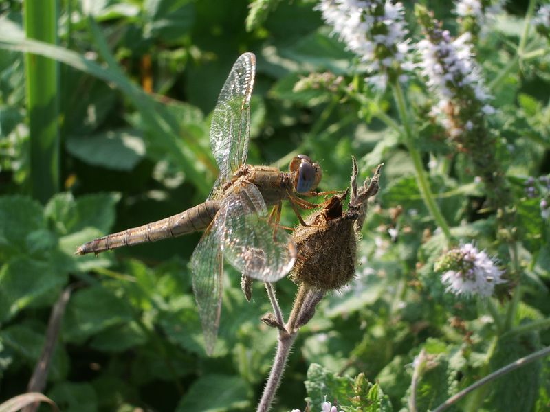 Platycnemis pennipes-Ischnura elegans-Crocothemis erythraea