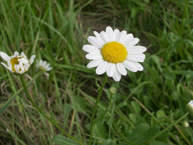 Compositae da determinare - Leucanthemum sp.