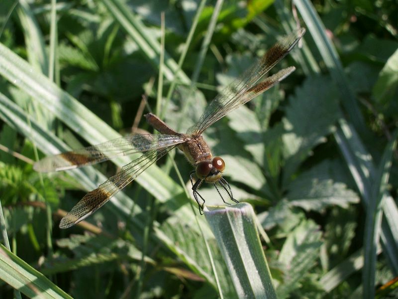 Sympetrum pedemontanum