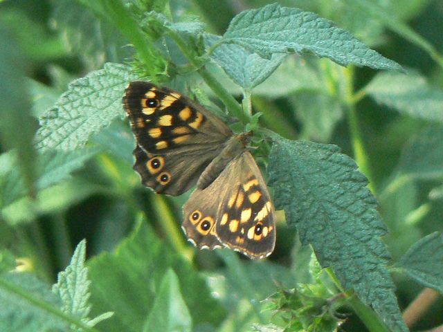 Farfalle da identificare 1