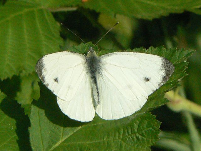 Alcune Pieridae da identificare