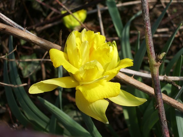 Narcissus pseudonarcissus