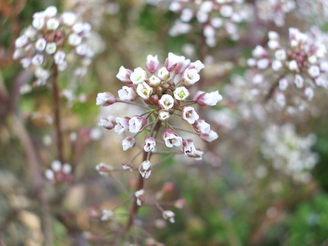 Fiorellini Bianchi da identificare (Capsella sp.)