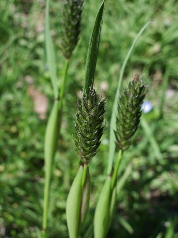 Alopecurus rendlei