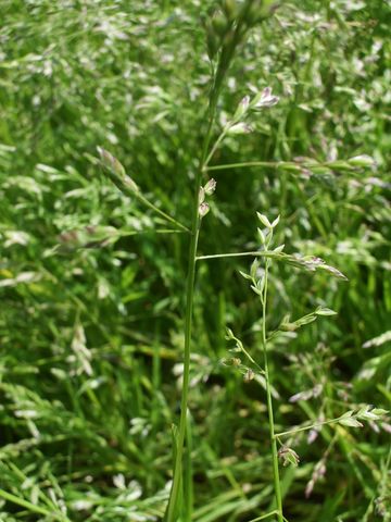 Poa annua