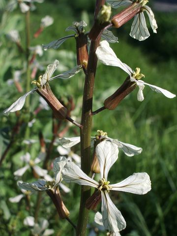 Eruca sativa