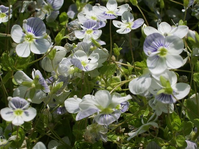 Fiorellini bianchi da identificare - Veronica filiformis