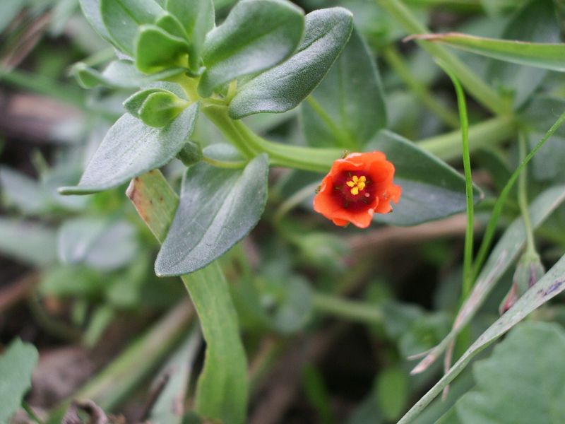 Anagallis arvensis