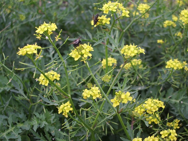 Rorippa sylvestris / Crescione radicina