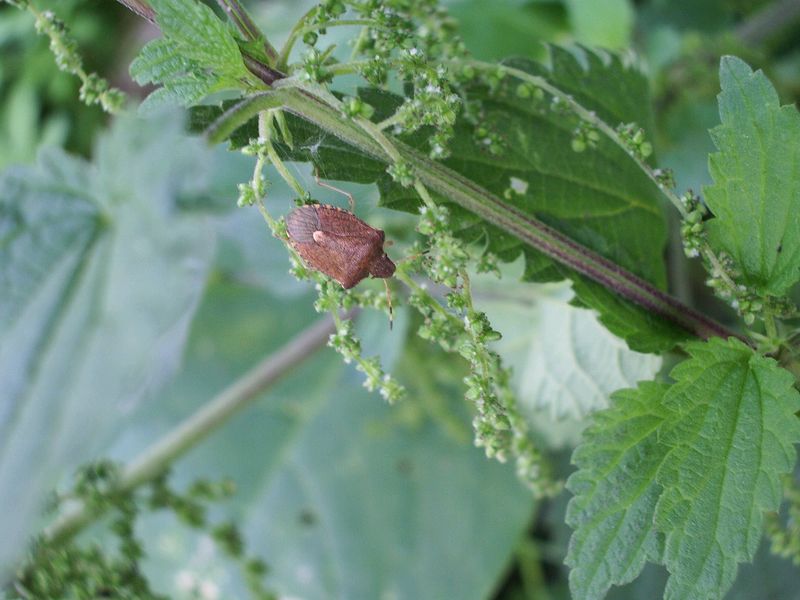 Pentatomidae