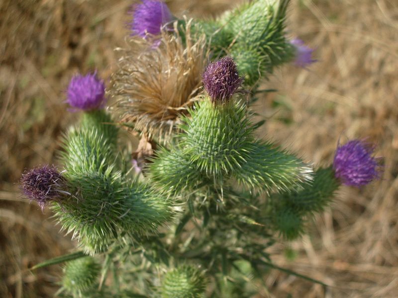 Cirsium vulgare