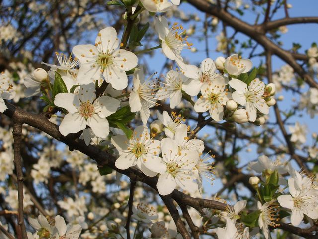 Rosaceae da identificare